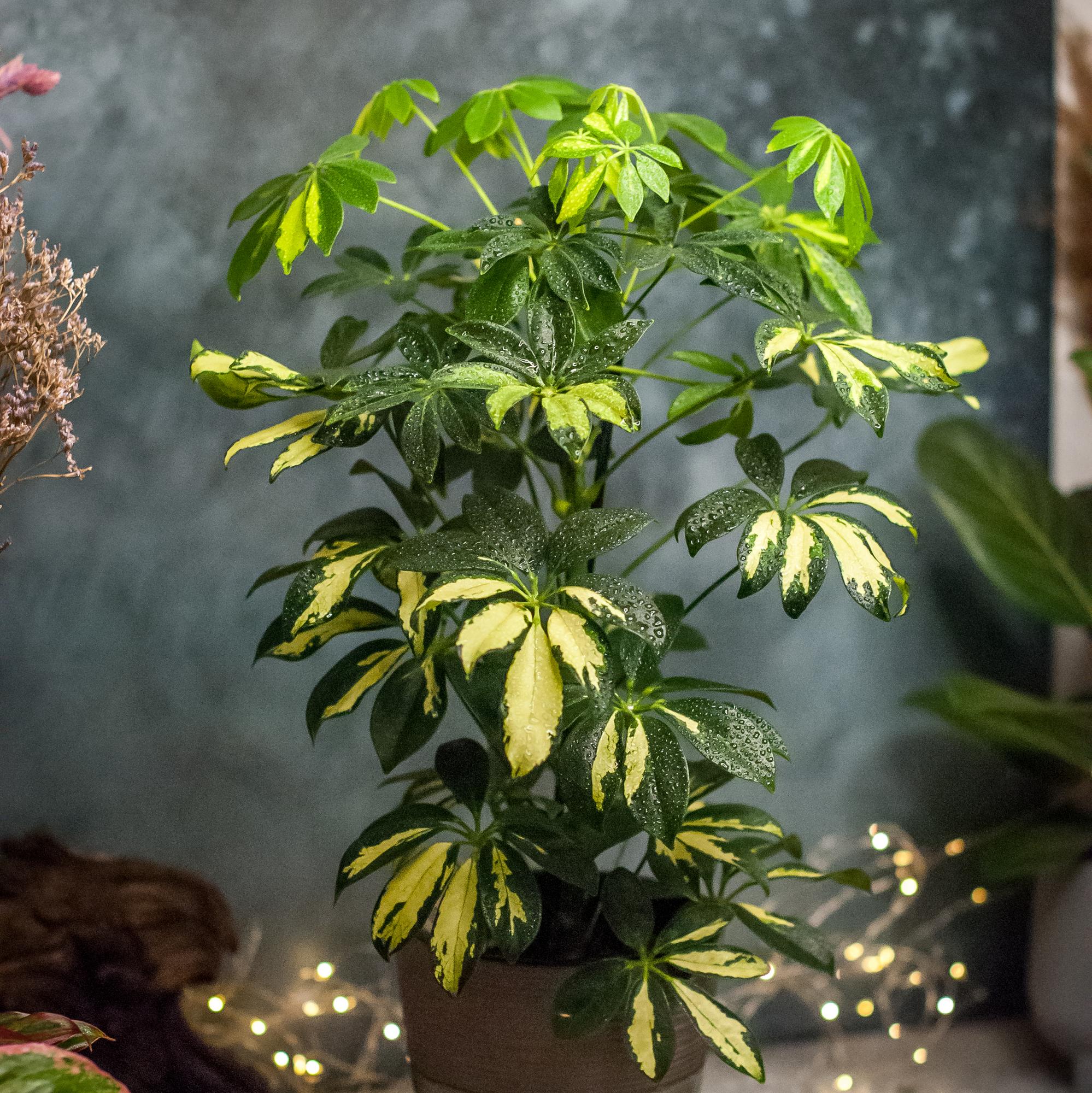 Шеффлера Герда