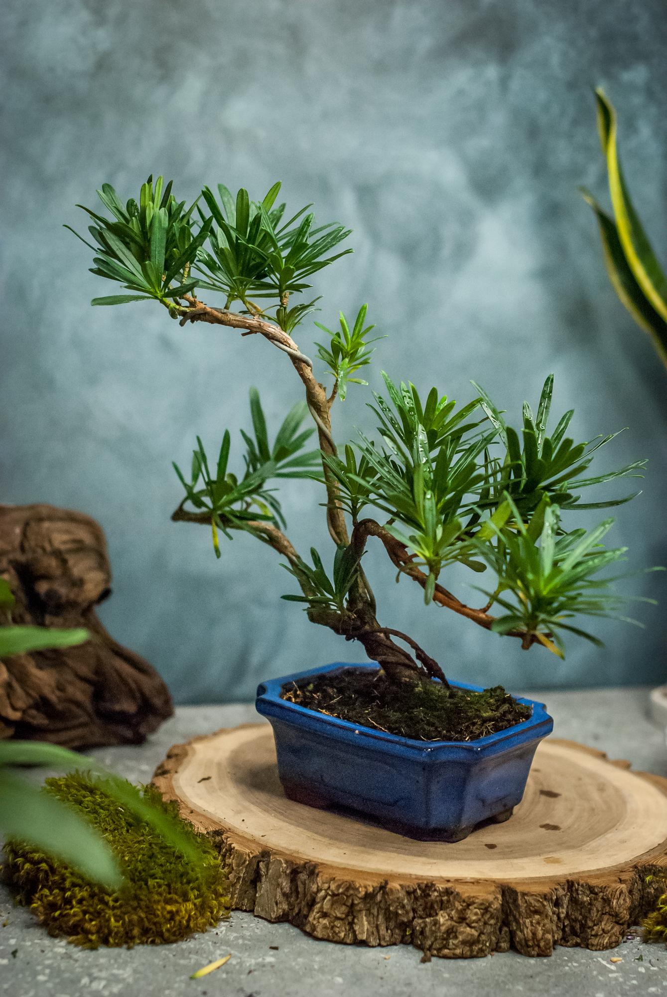 Бонсай Подокарпус