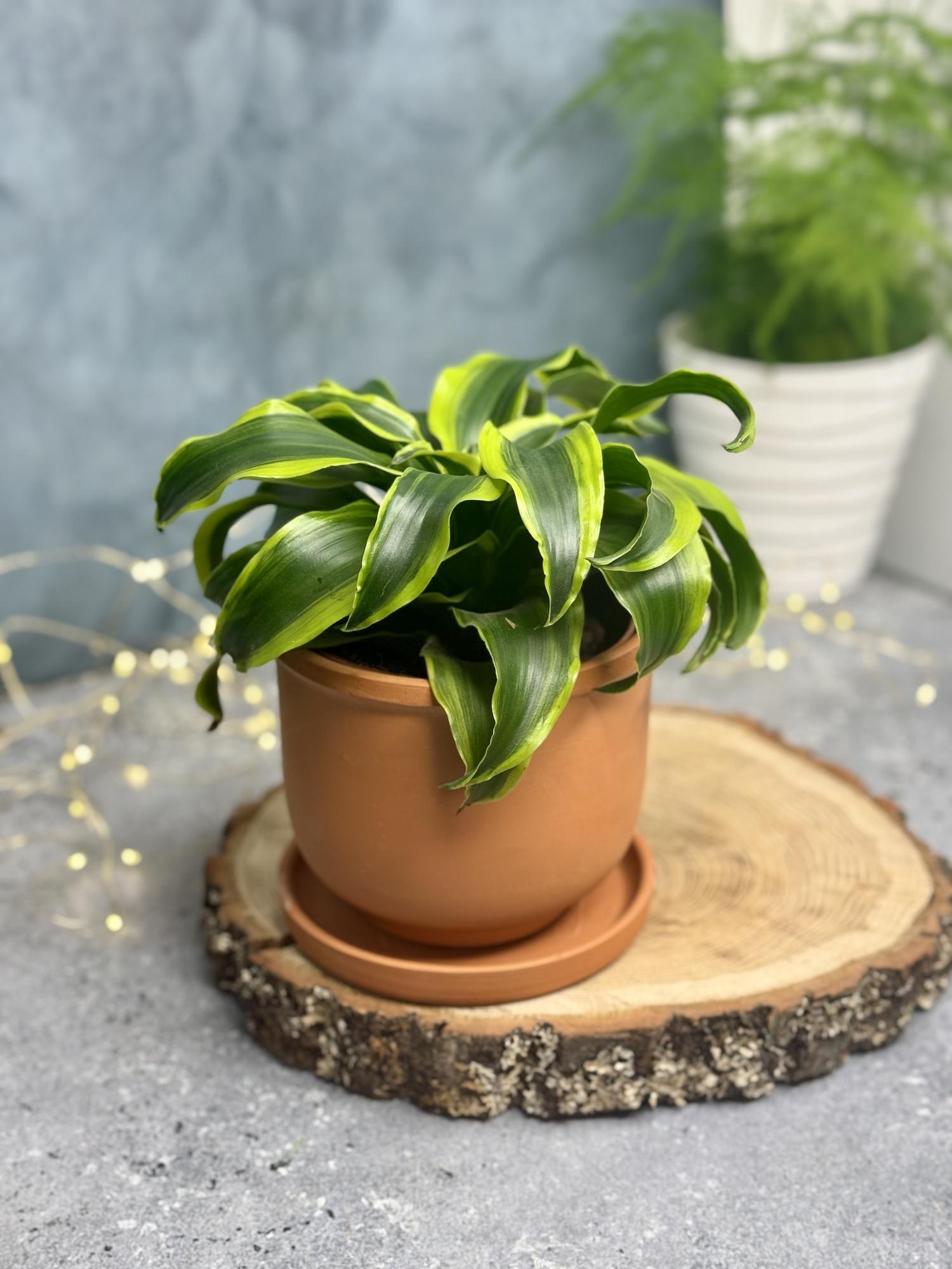 Драцена Драгон Торнадо 12/30