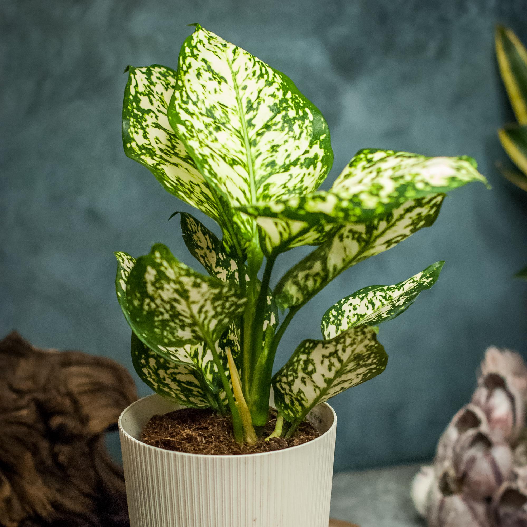 Аглаонема ребристая