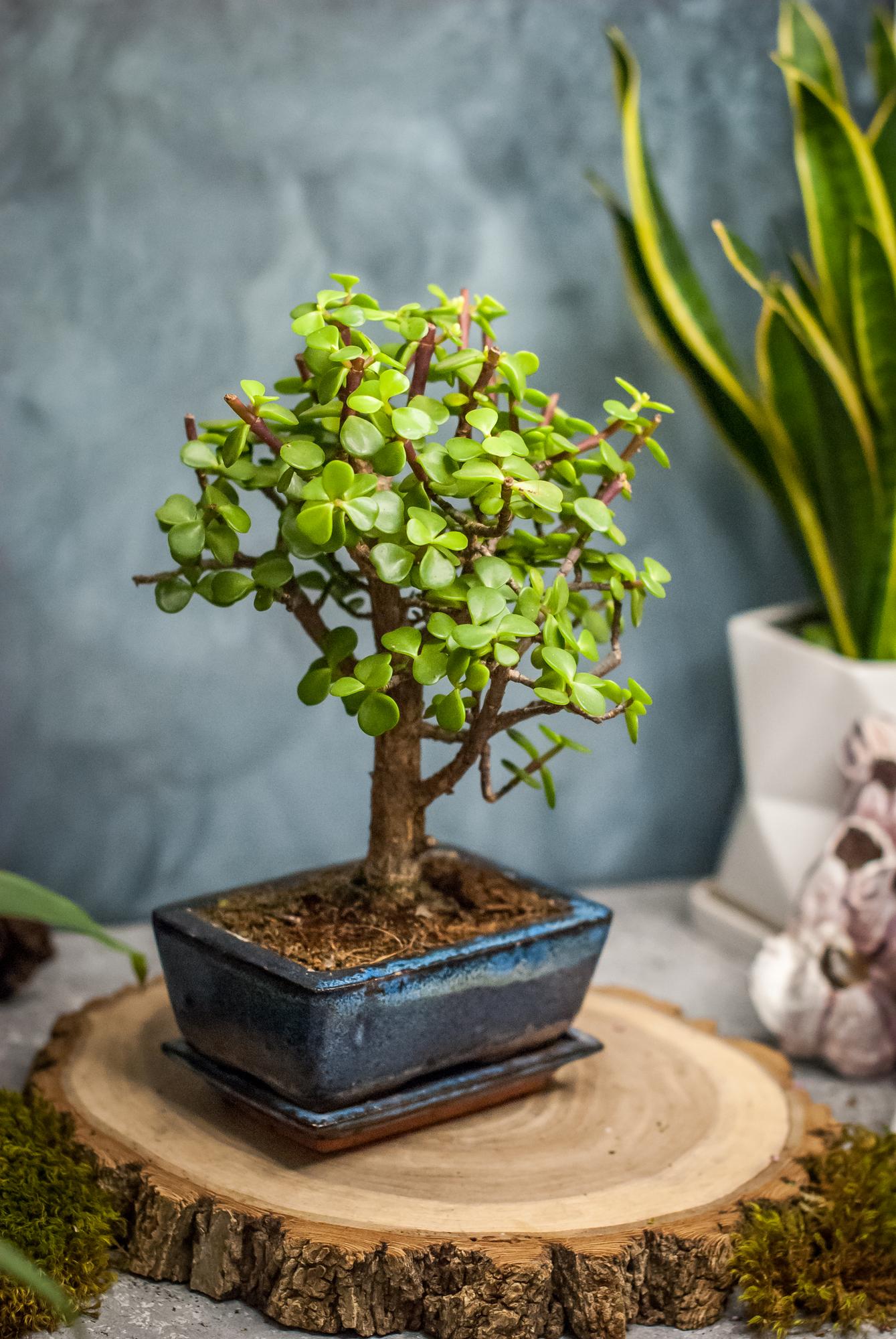 Бонсай Портулакария