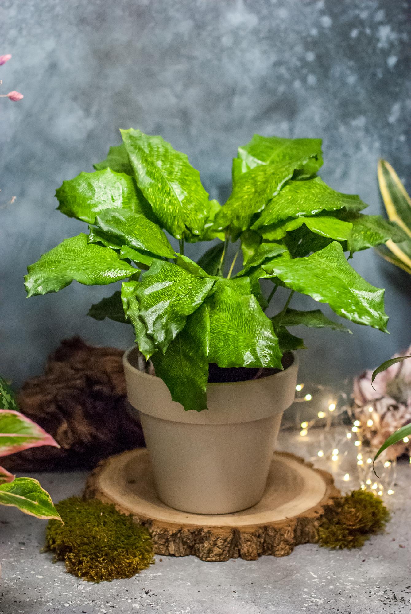 Калатея нетворк