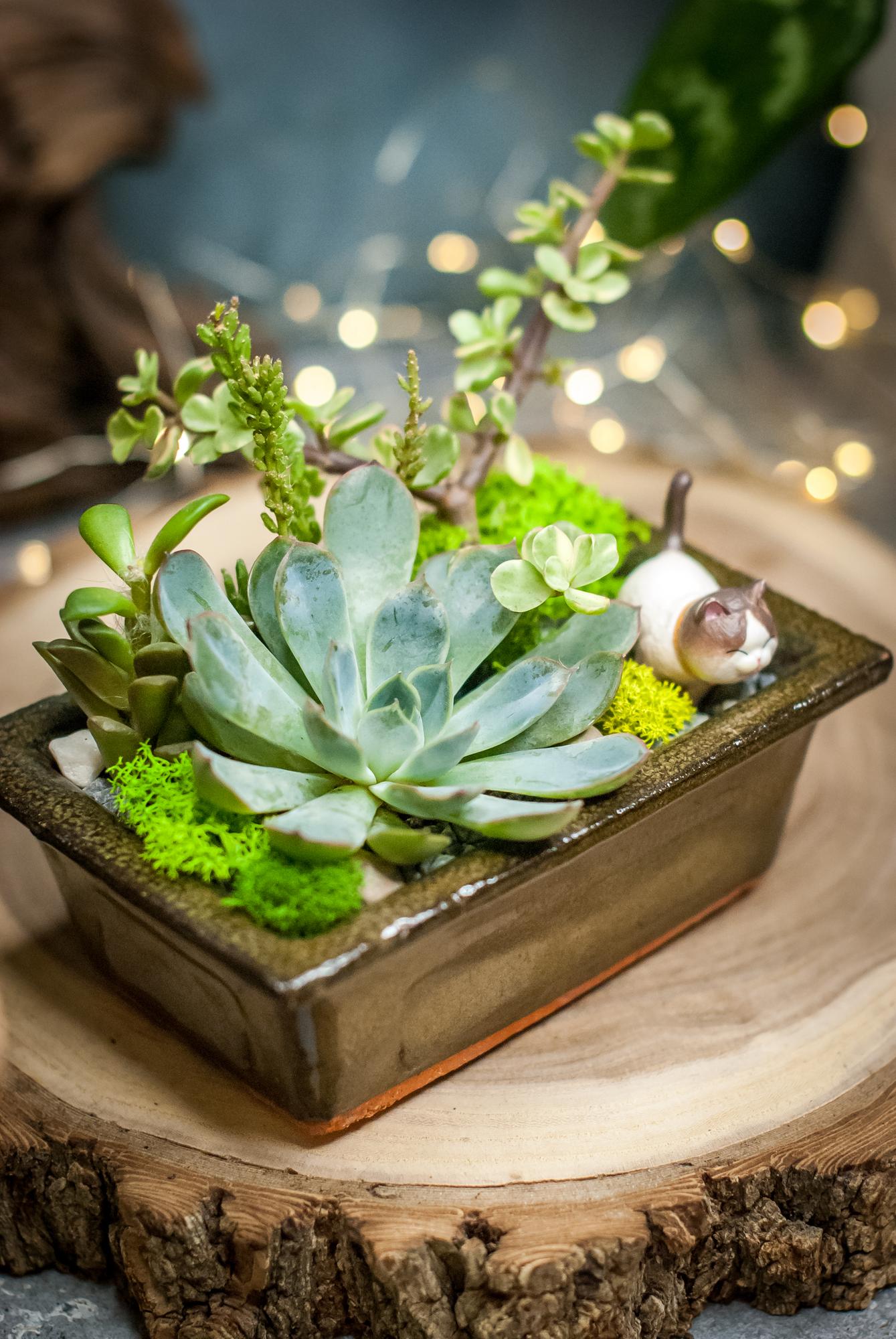 Суккуленты в керамическом кашпо с котиком