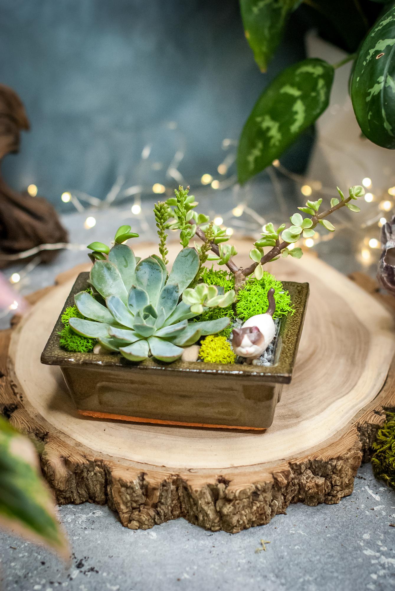 Суккуленты в керамическом кашпо с котиком