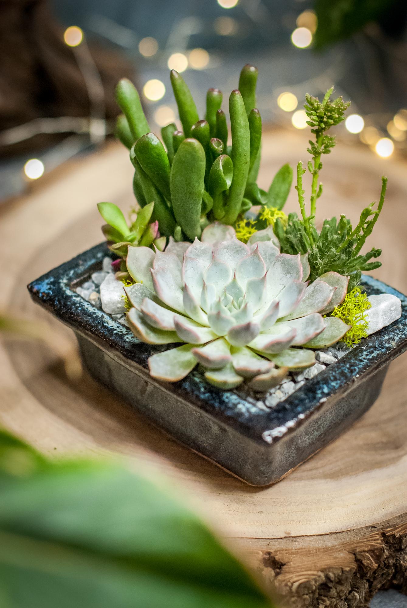 Суккуленты в керамическом кашпо
