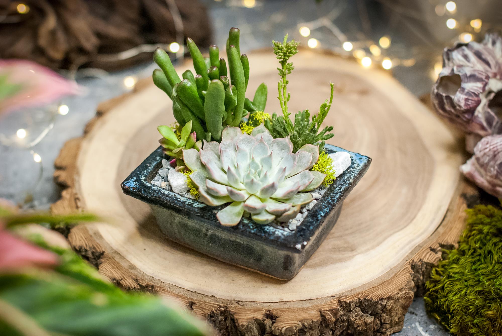 Суккуленты в керамическом кашпо