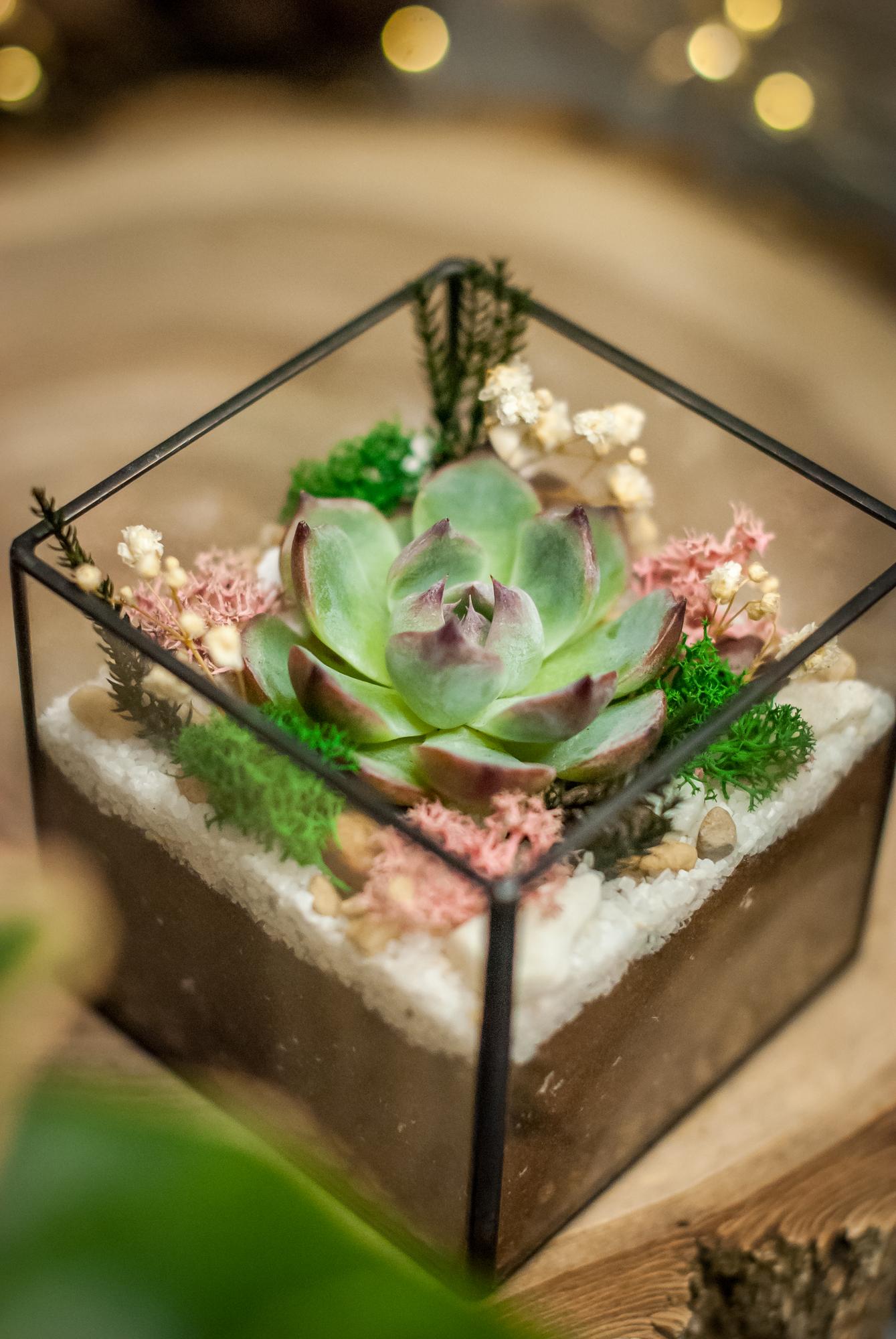 Кубик с эхеверией