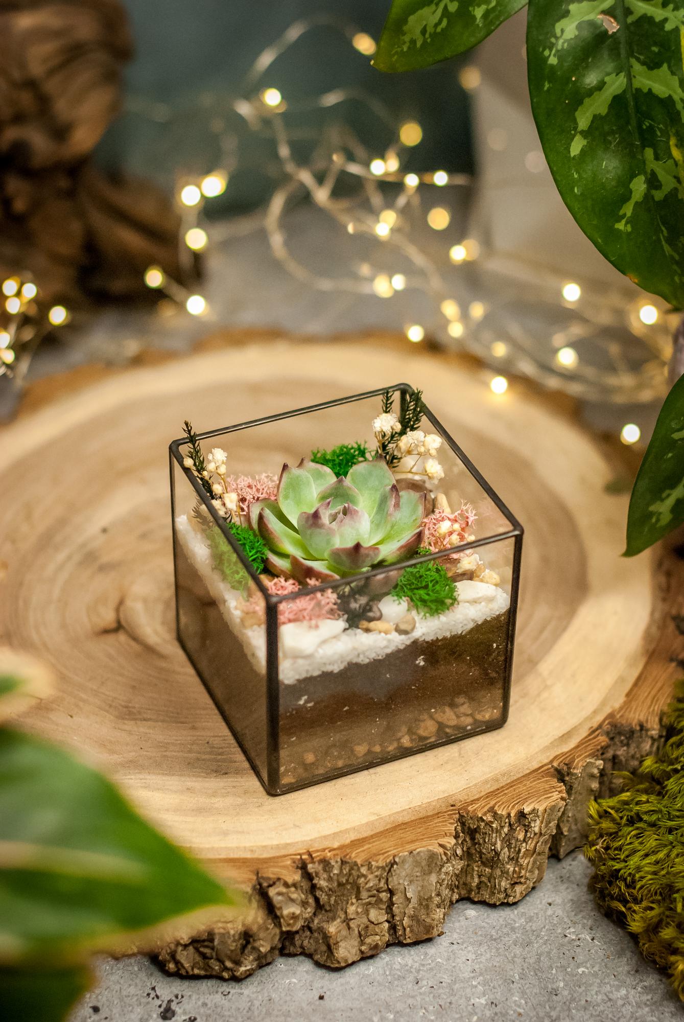 Кубик с эхеверией