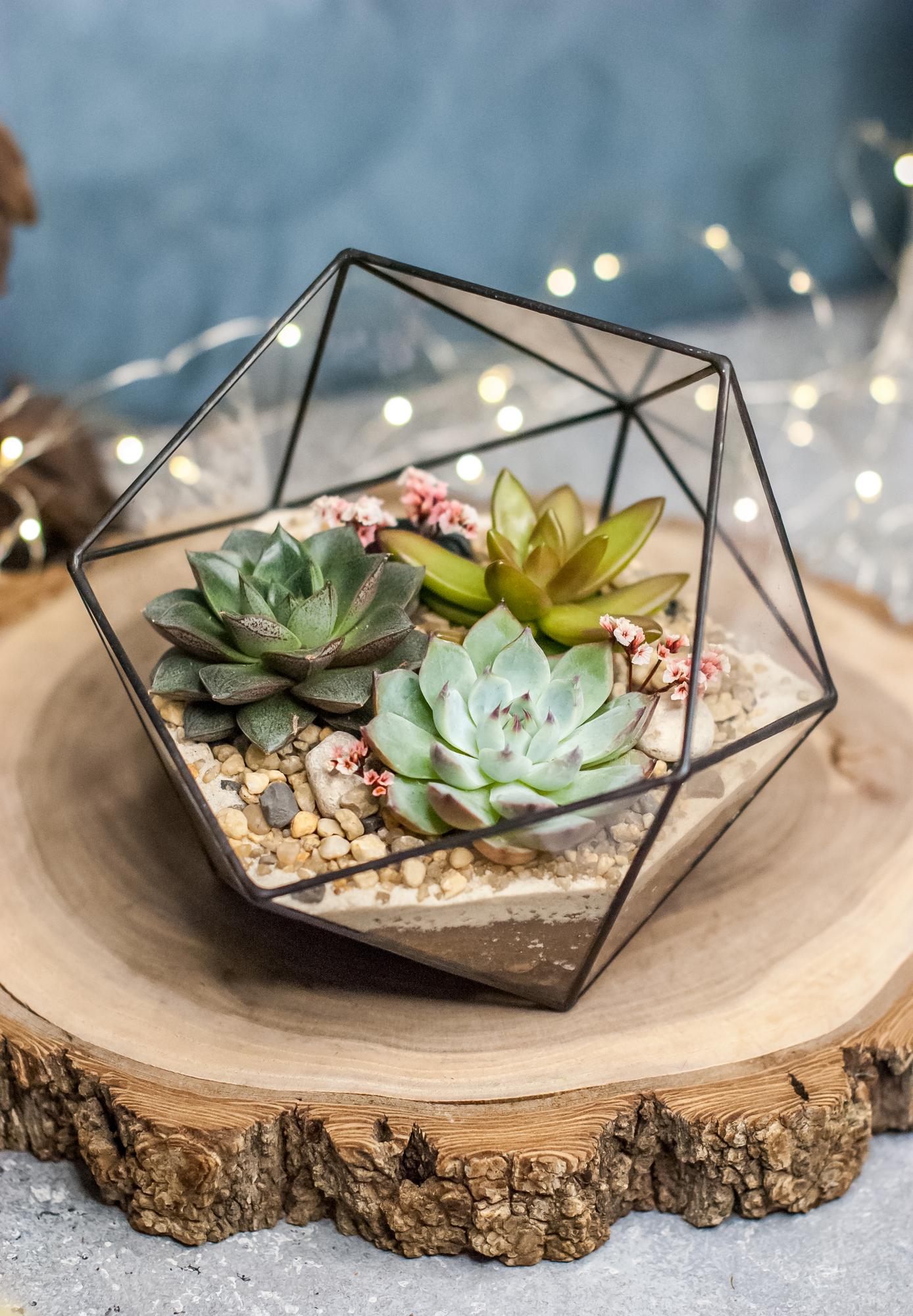 Икосаэдр M с 3 суккулентами