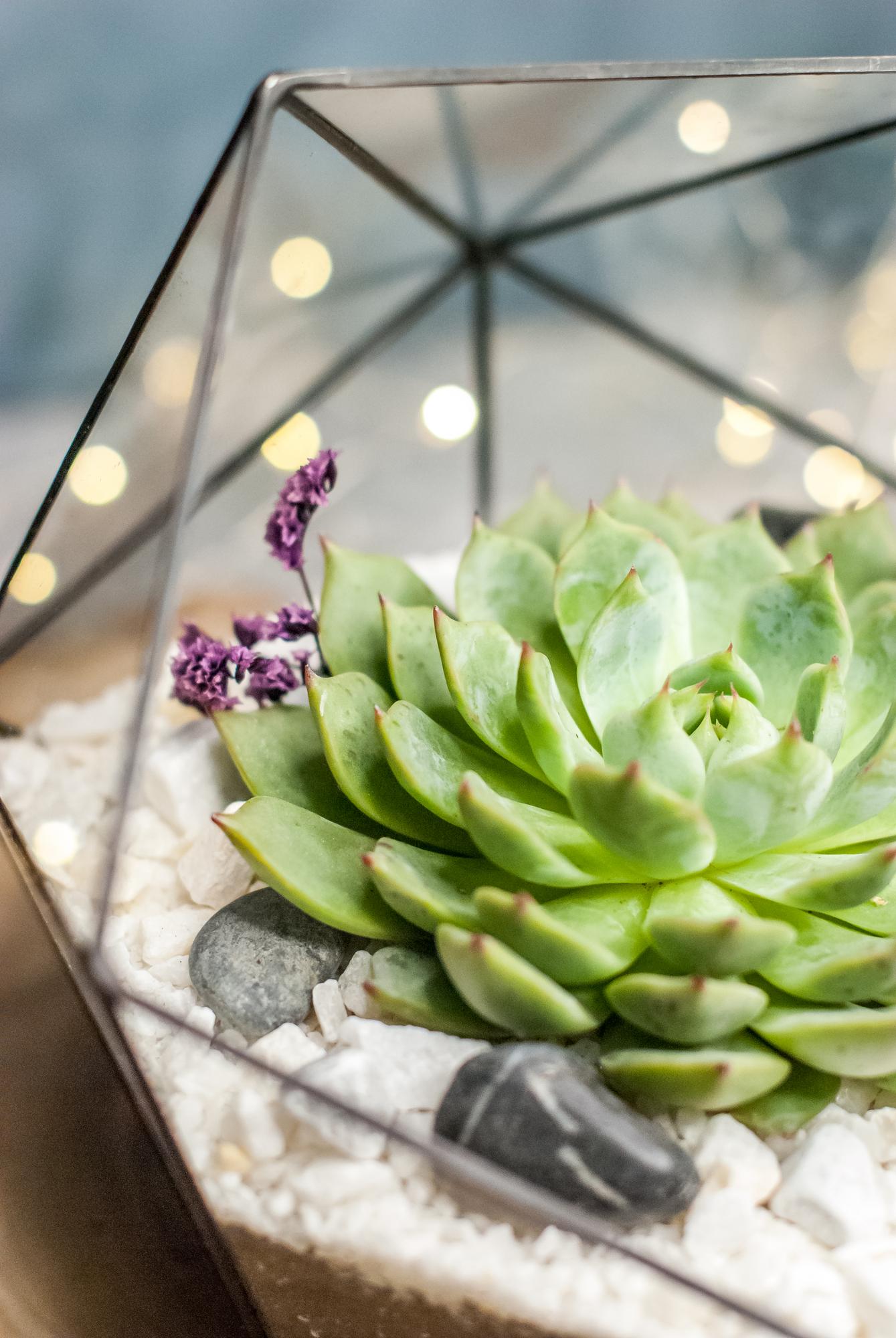 Икосаэдр L с суккулентом