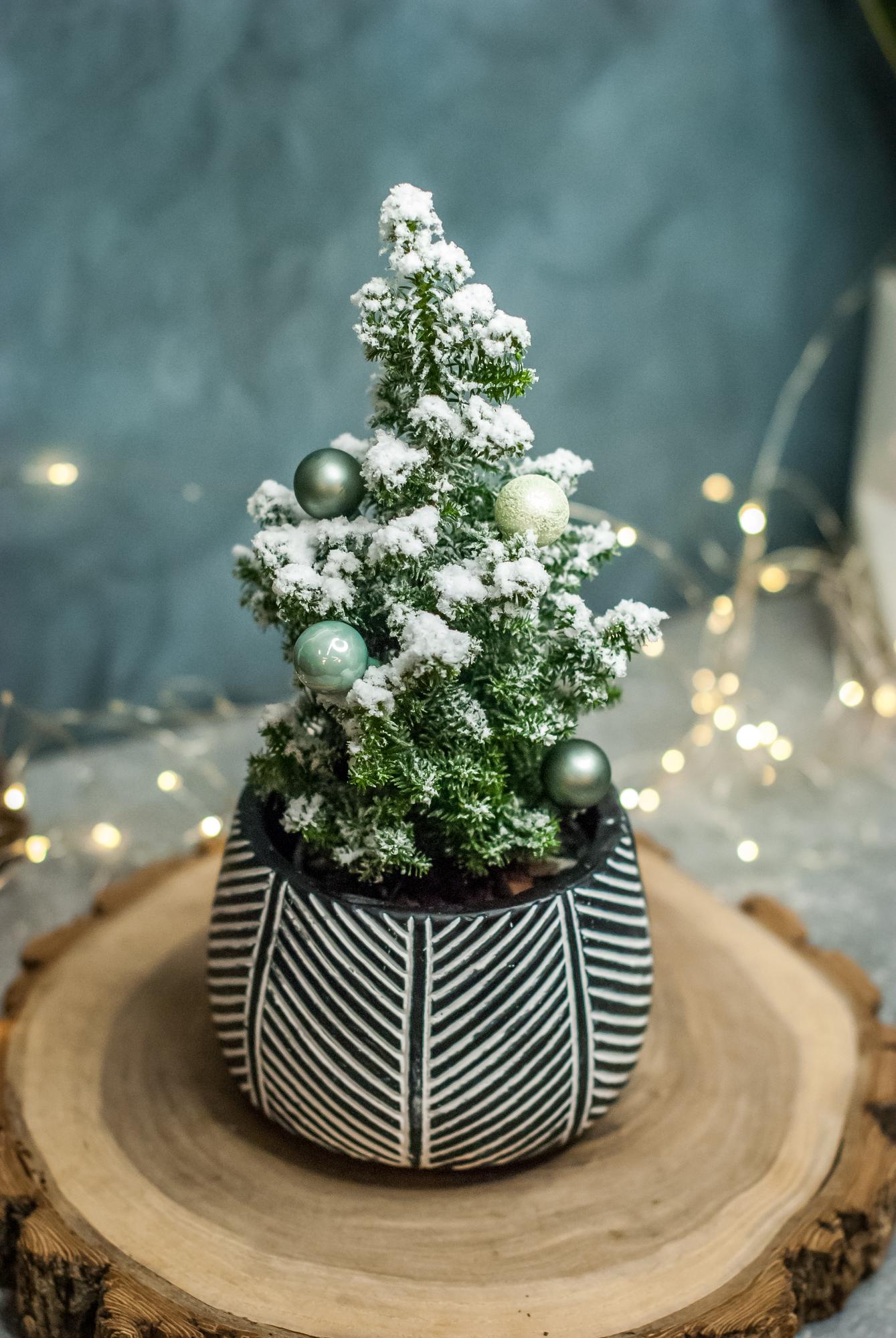 Ёлочка в черно-белом кашпо