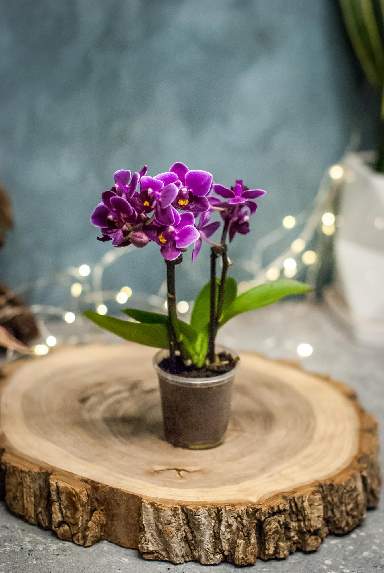 Орхидея Tiny Dolls