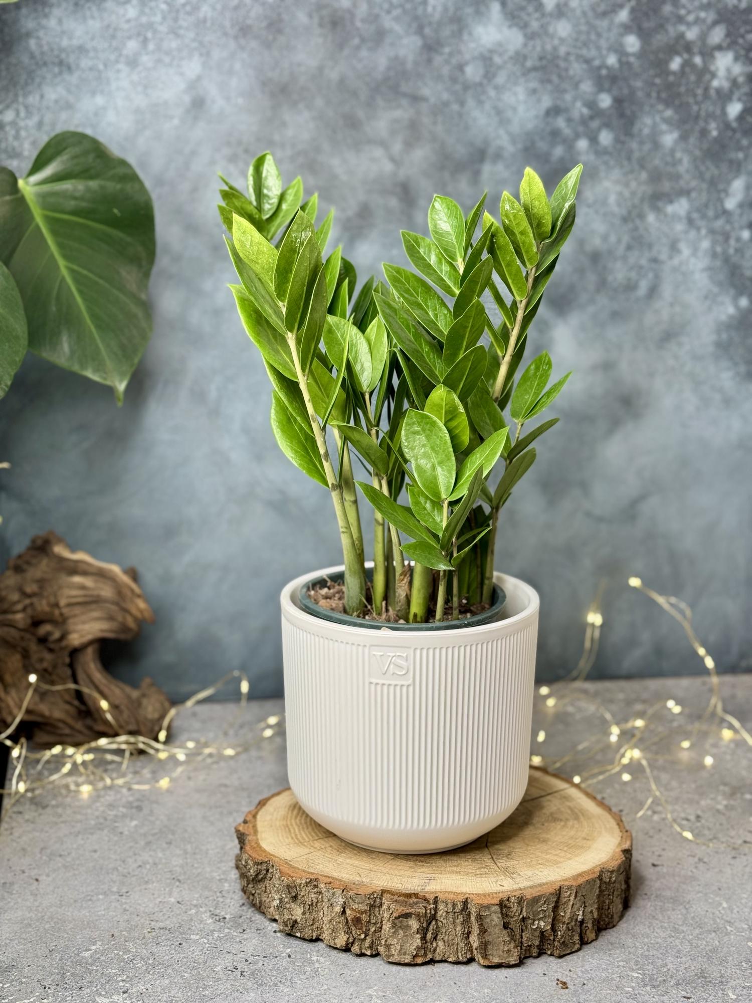 Замиокулькас