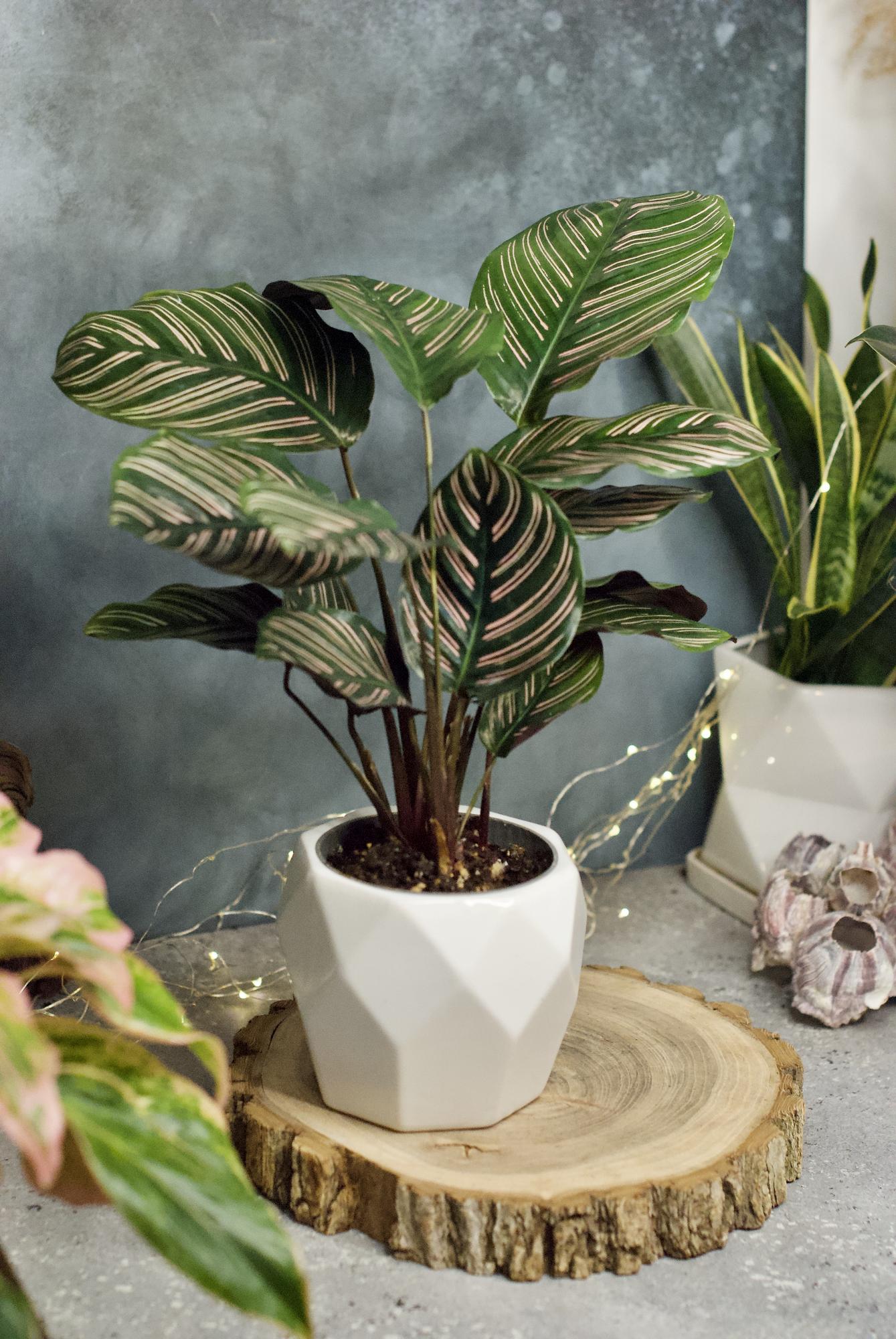 Калатея Сандериана