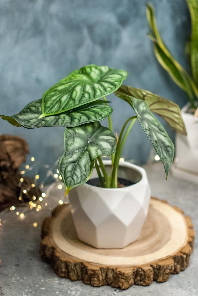 Алоказия Шкура дракона