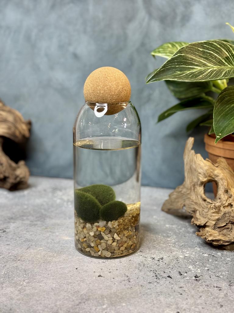 Мох Маримо в стекле