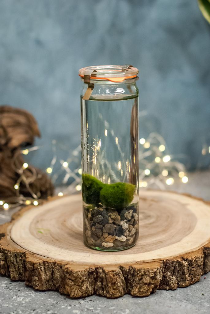 Мох Маримо в баночке
