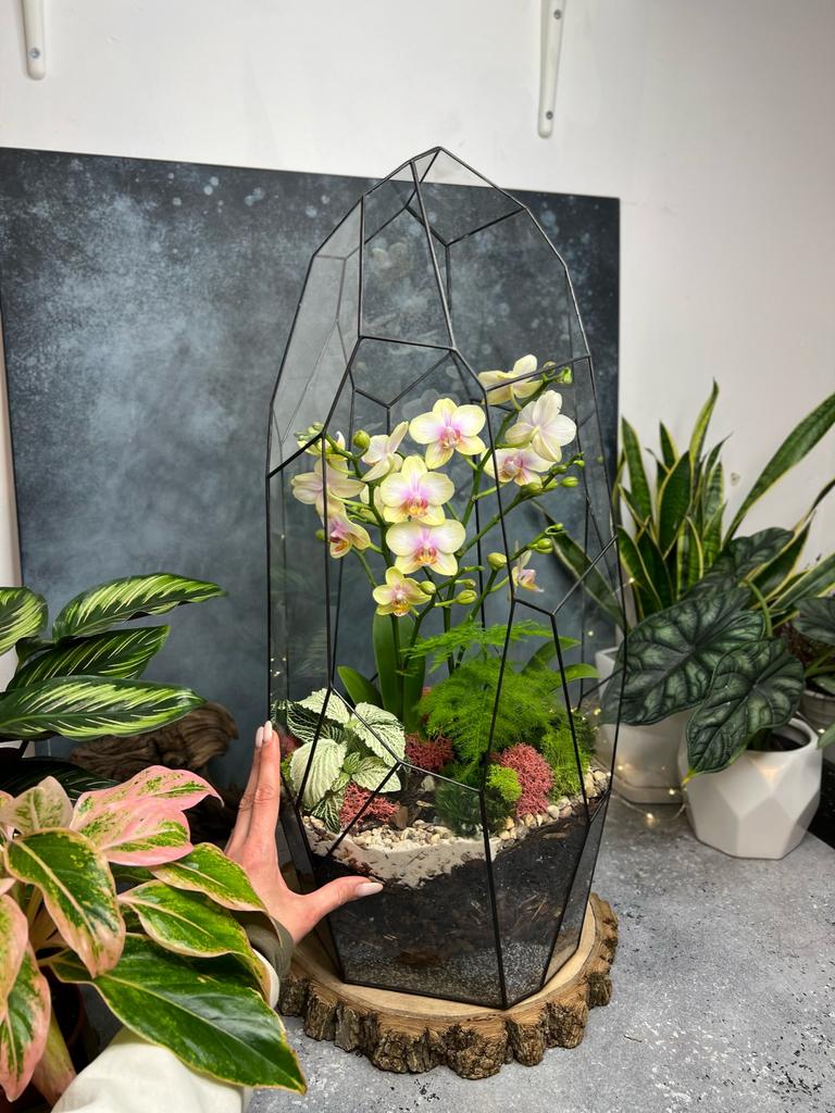 Астероид с орхидеей, фиттонией и аспарагусом