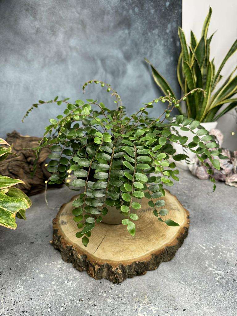 Пеллея круглолистная