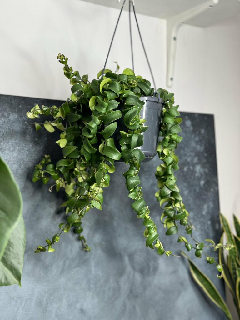 Эсхинантус Раста подвесной