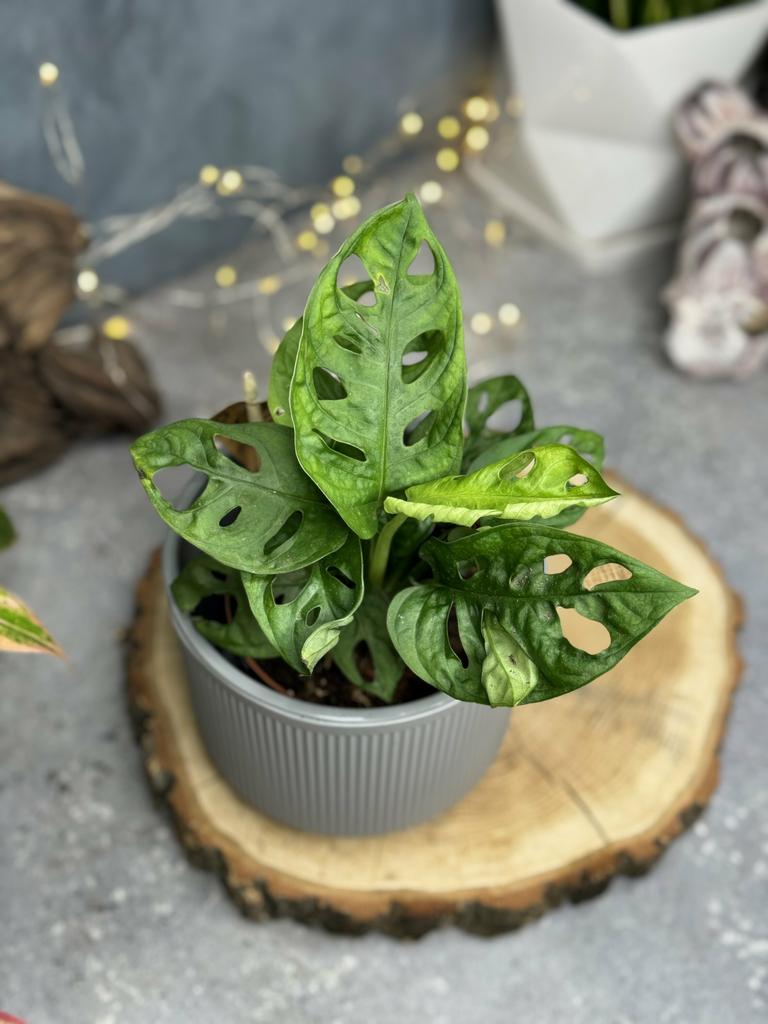 Монстера Адансона