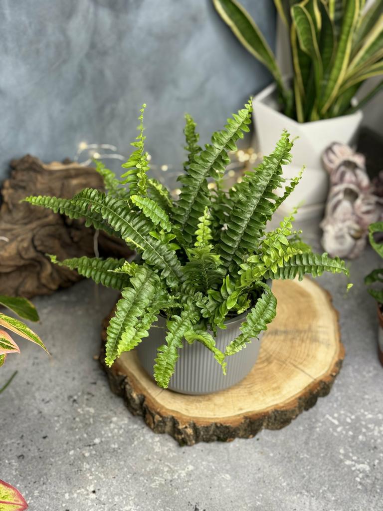 Папоротник Нефоролепсис Грин Леди