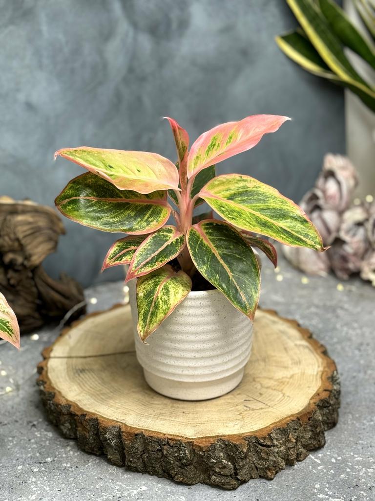 Аглаонема Липстик Пинк