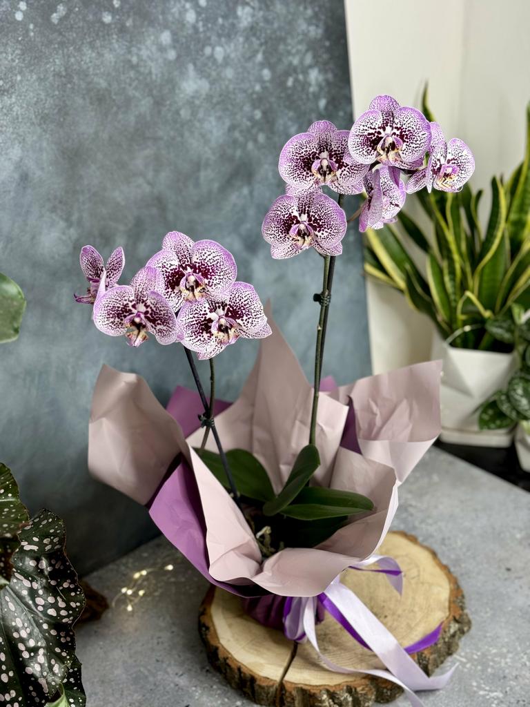 Орхидея Фаленопсис 65 см