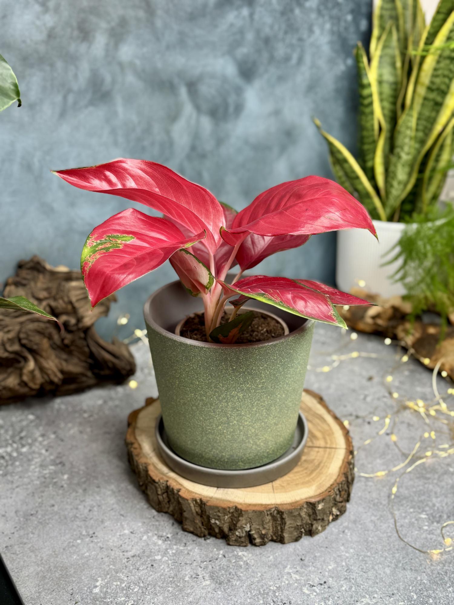 Аглаонема Ред Джой