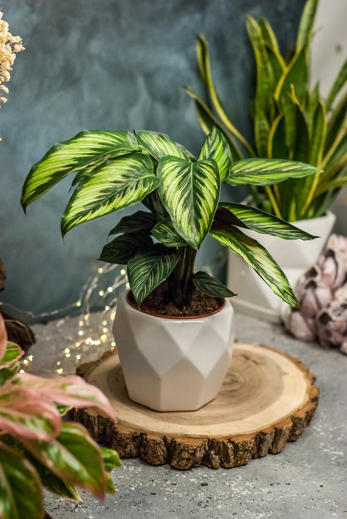 Калатея Бьюти Стар