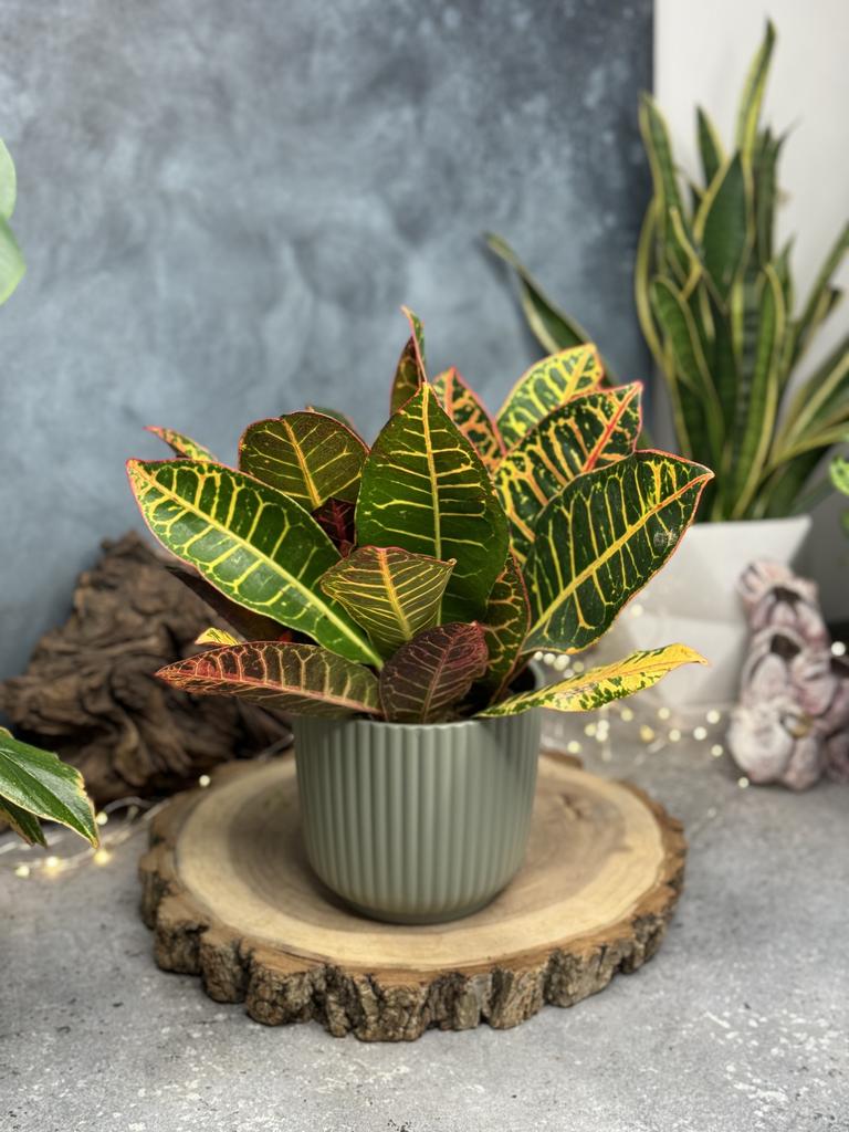 Кодиеум Петра