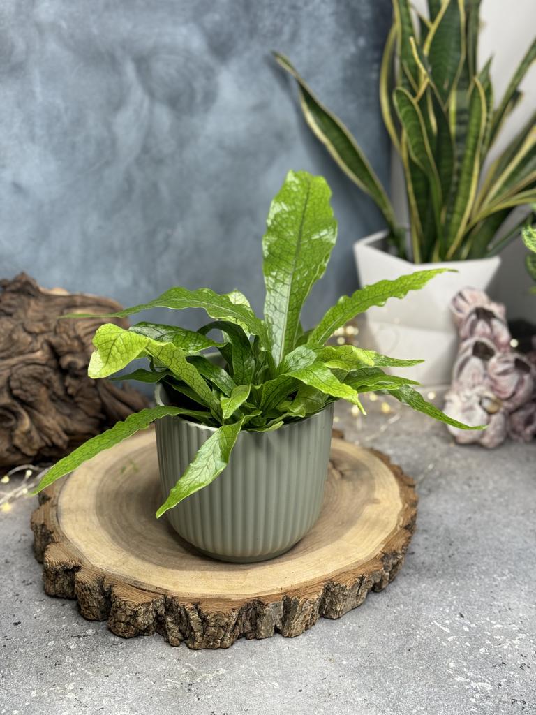 Микросорум Крокодил