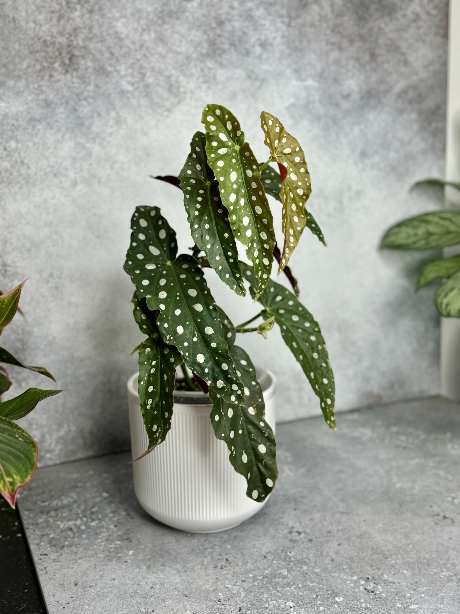 Бегония Макулата