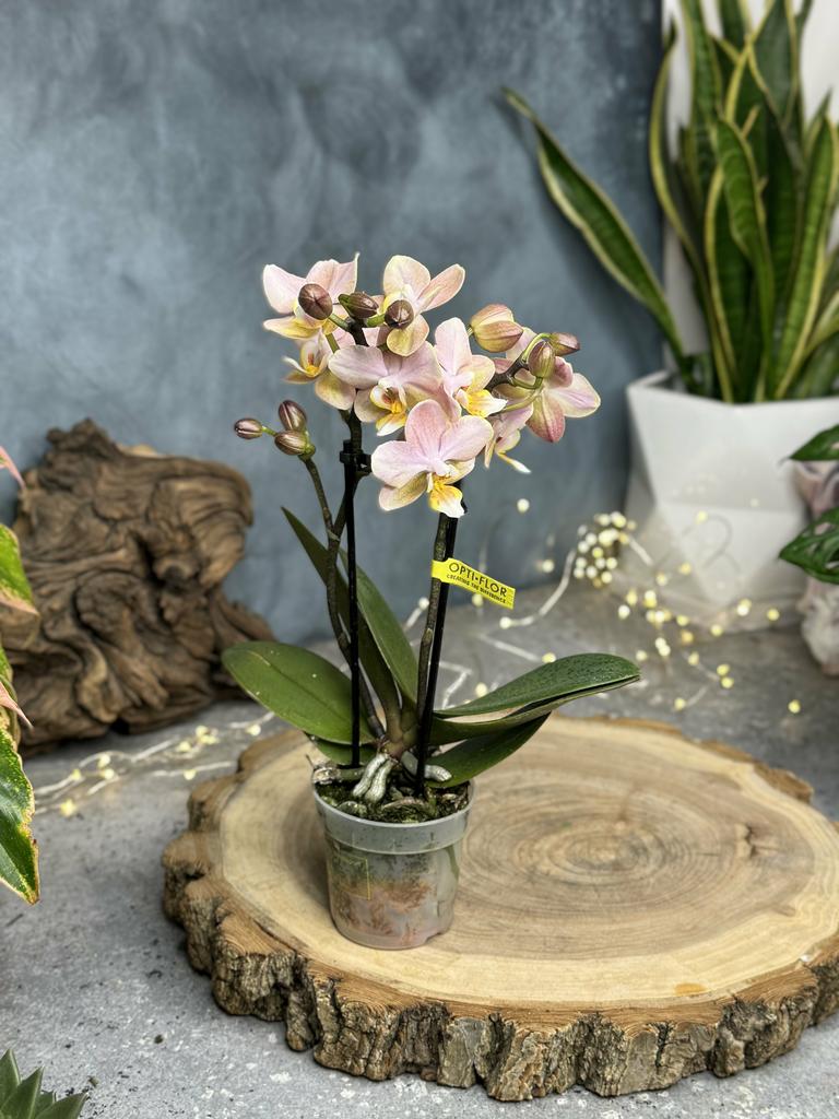 Орхидея Фаленопсис Аромио микс