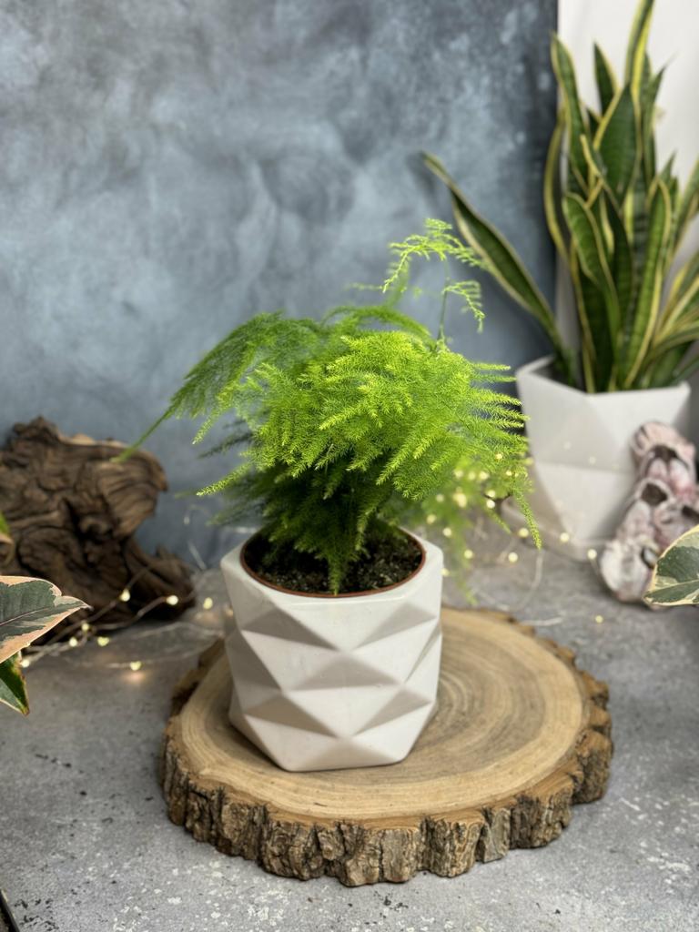 Аспарагус Плюмозус