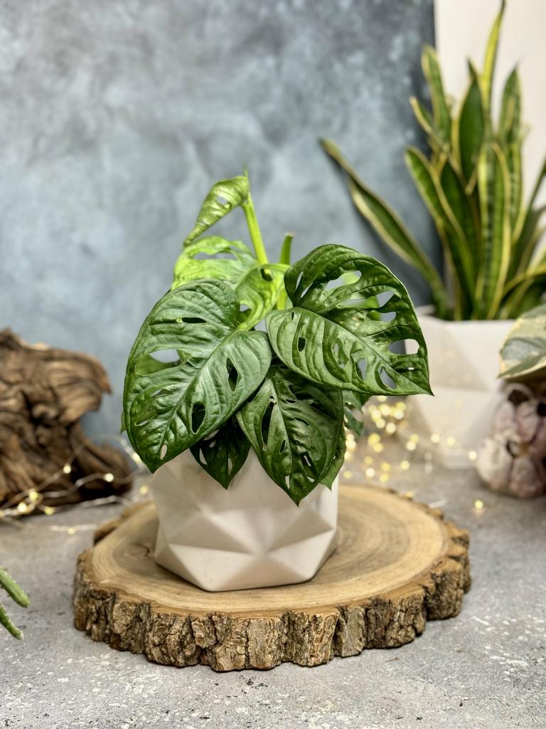 Монстера Манки Лиф