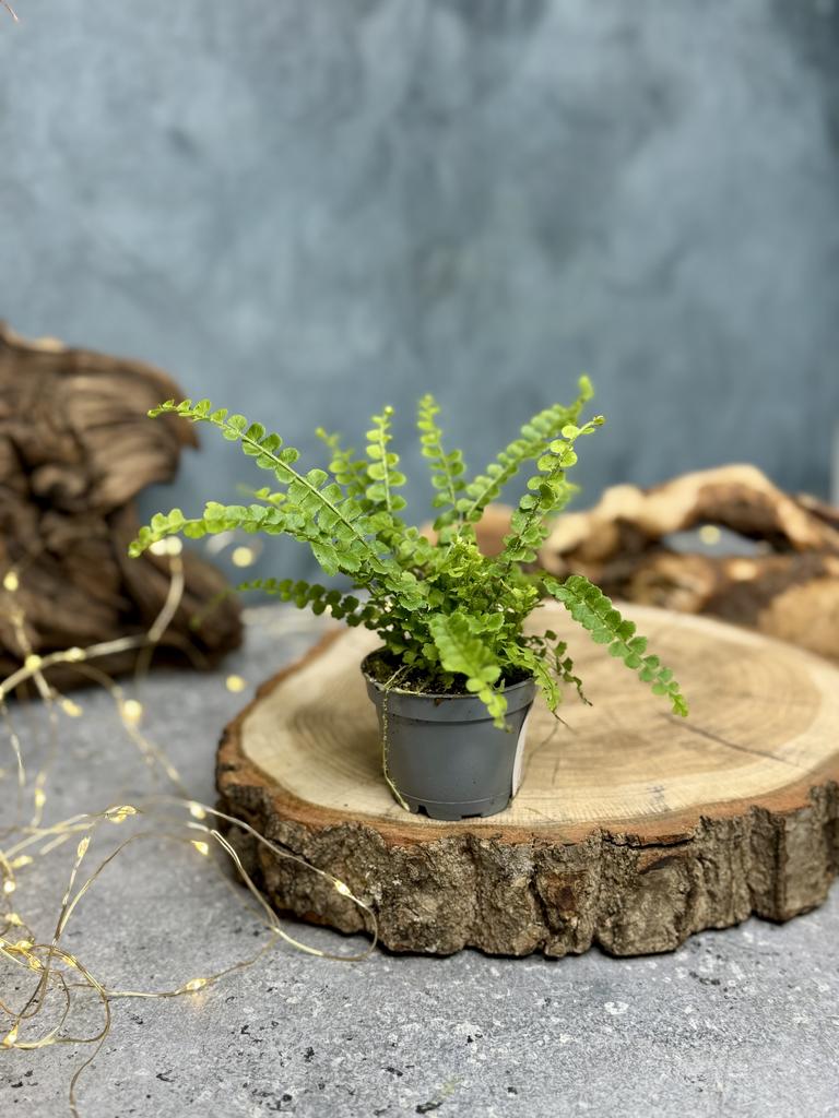 Нефролепсис Кордитас Дуффи