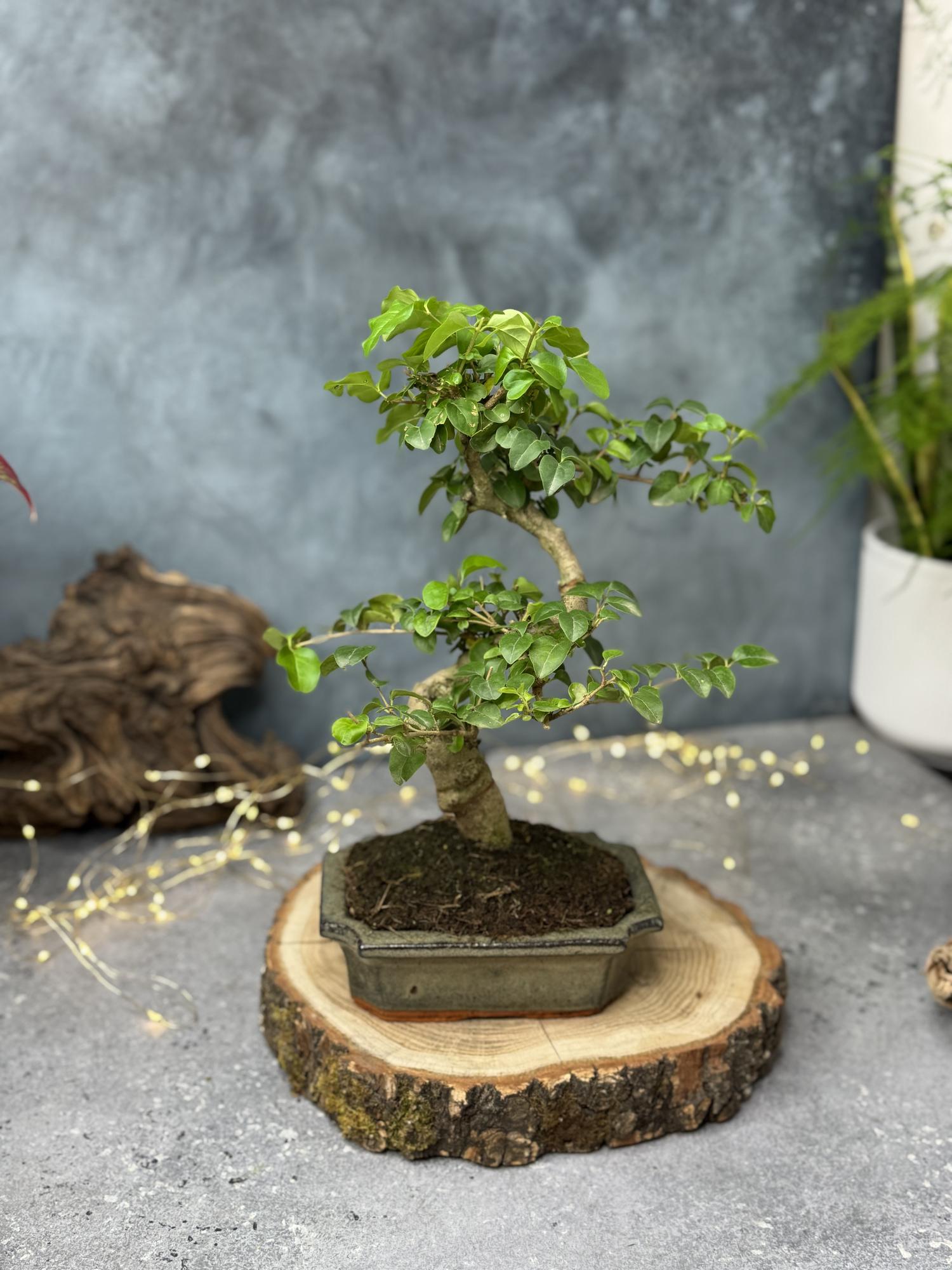 Бонсай Лигиструм в керамическом кашпо