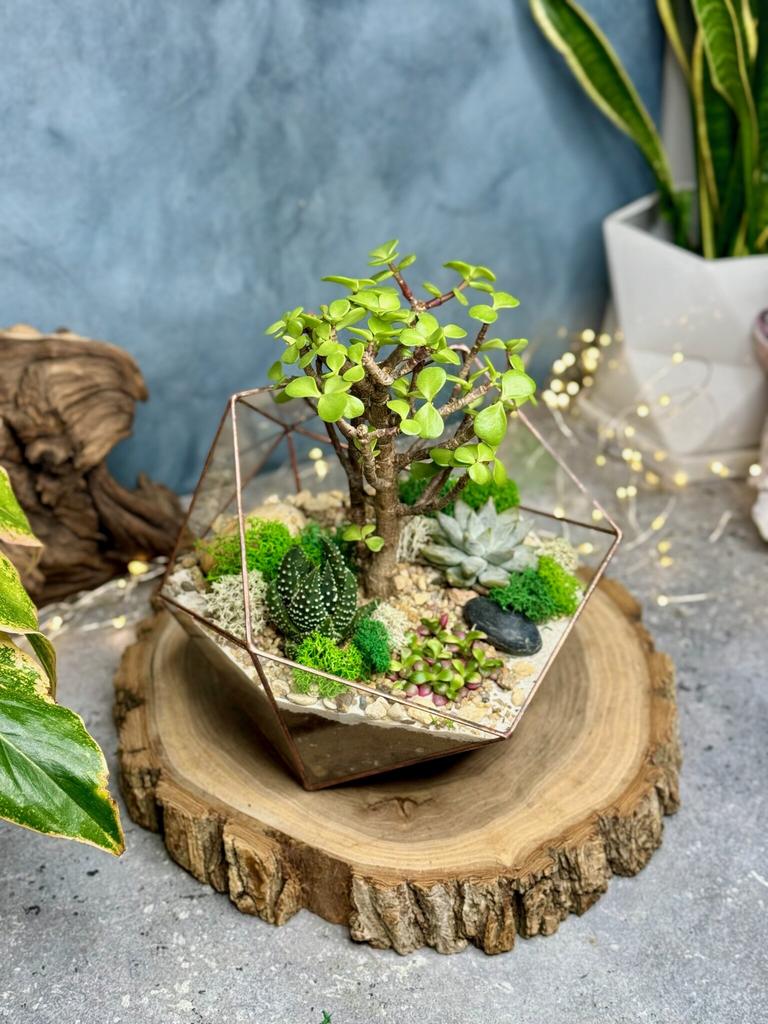 Икосаэдр L c бонсаем Портулакария и суккулентами