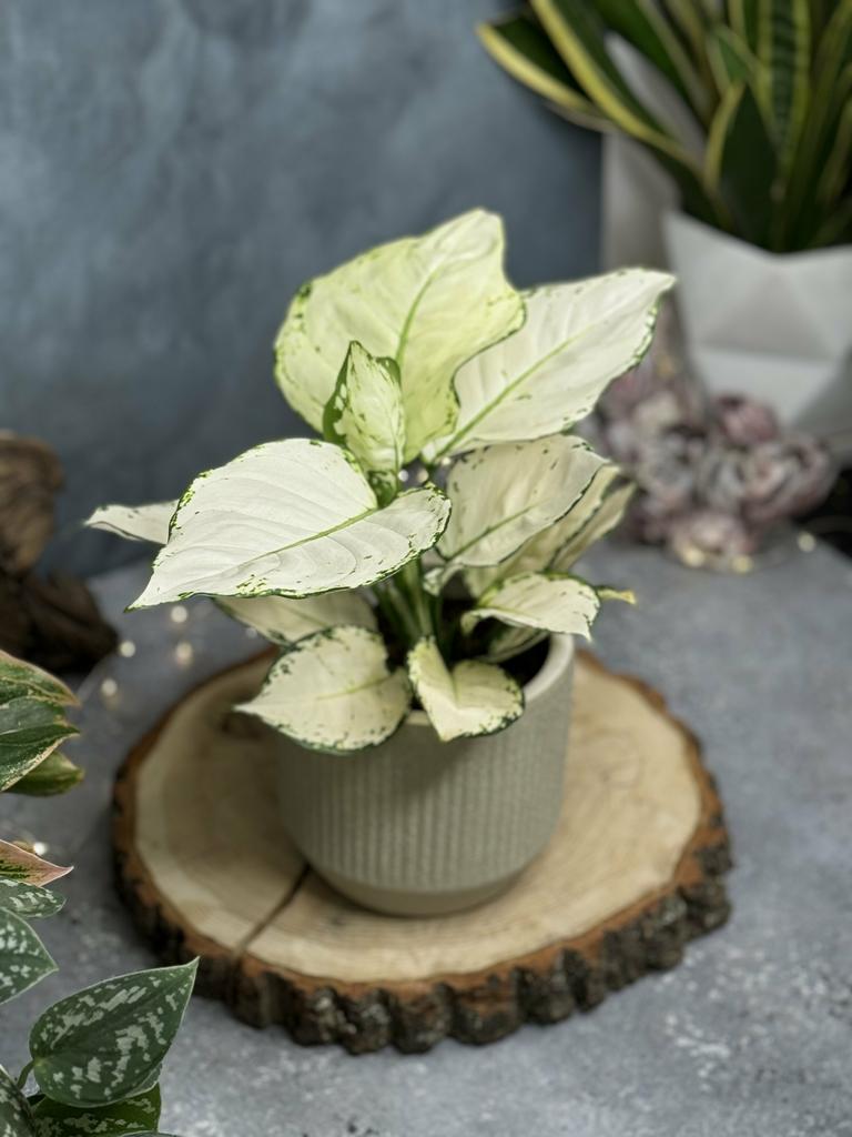 Аглаонема Уайт Джой