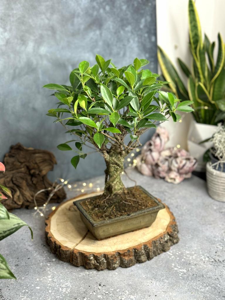 Бонсай Фикус Ретуса в керамическом кашпо