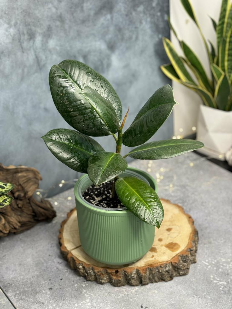 Фикус Робуста