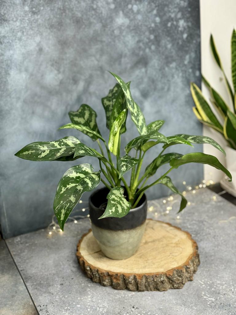 Аглаонема Мария