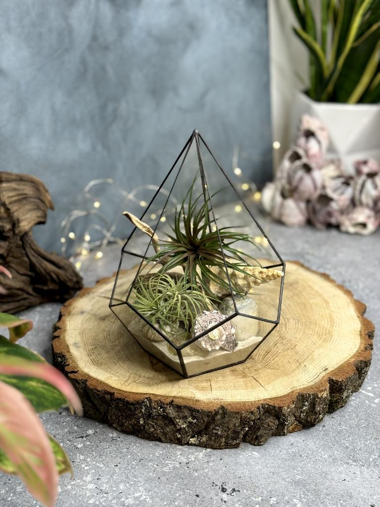 Капля М с тилландсиями, панцирем морского ежа и ракушками