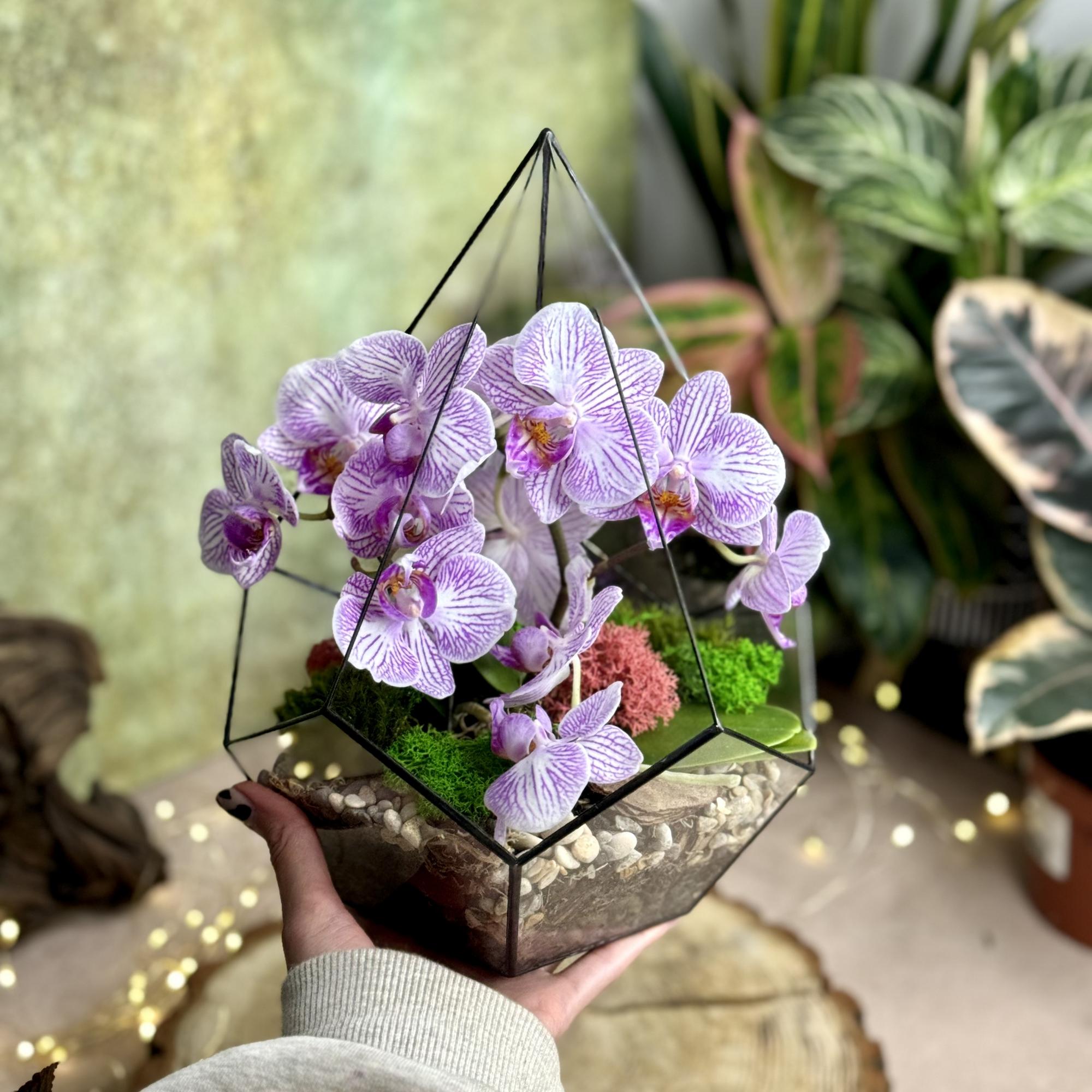 Капля L c орхидеей