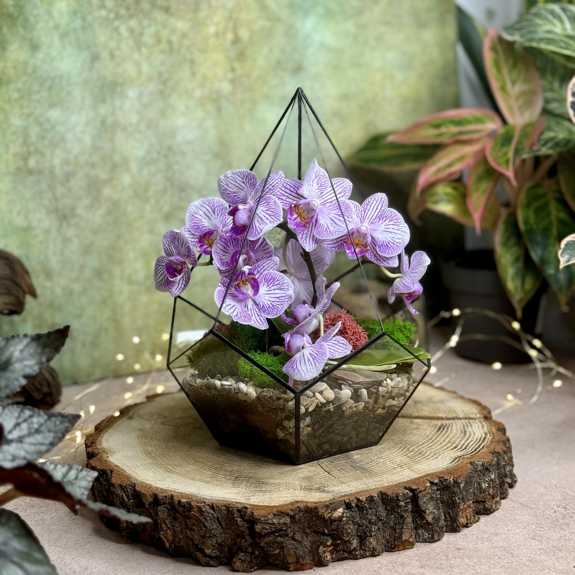 Капля L c орхидеей