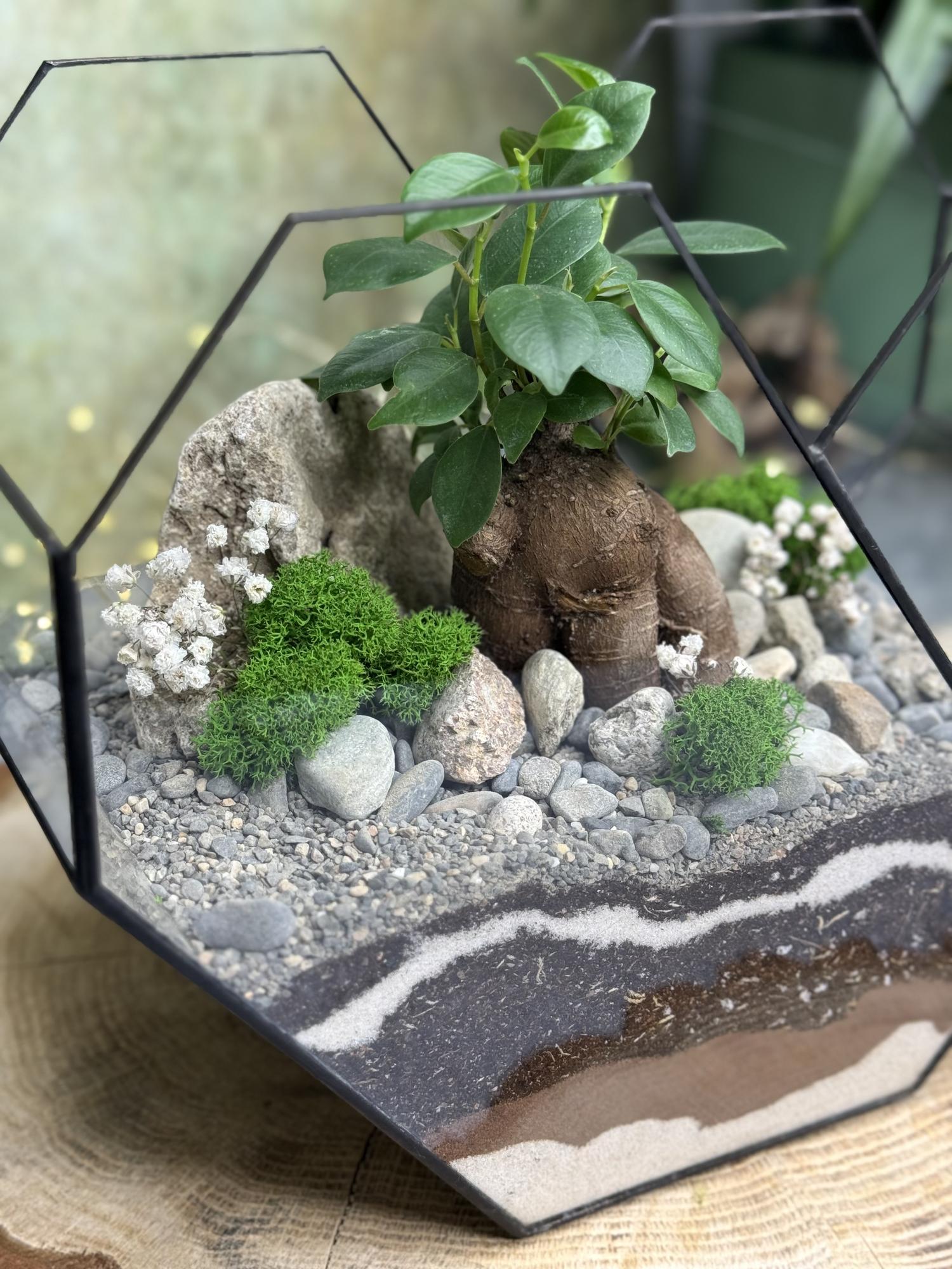 Сердце с фикусом Гинсенг L