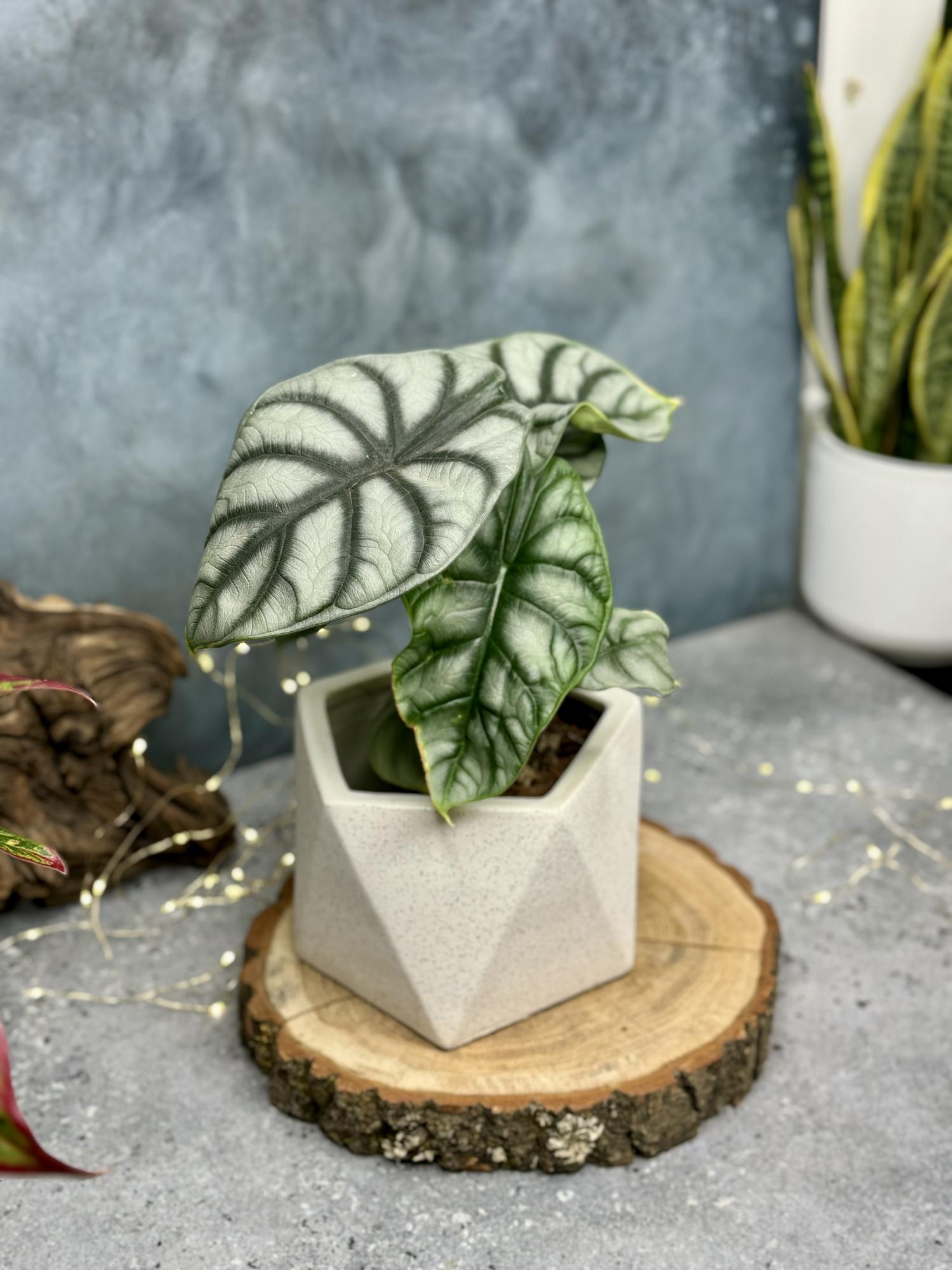 Алоказия Сильвер Драгон