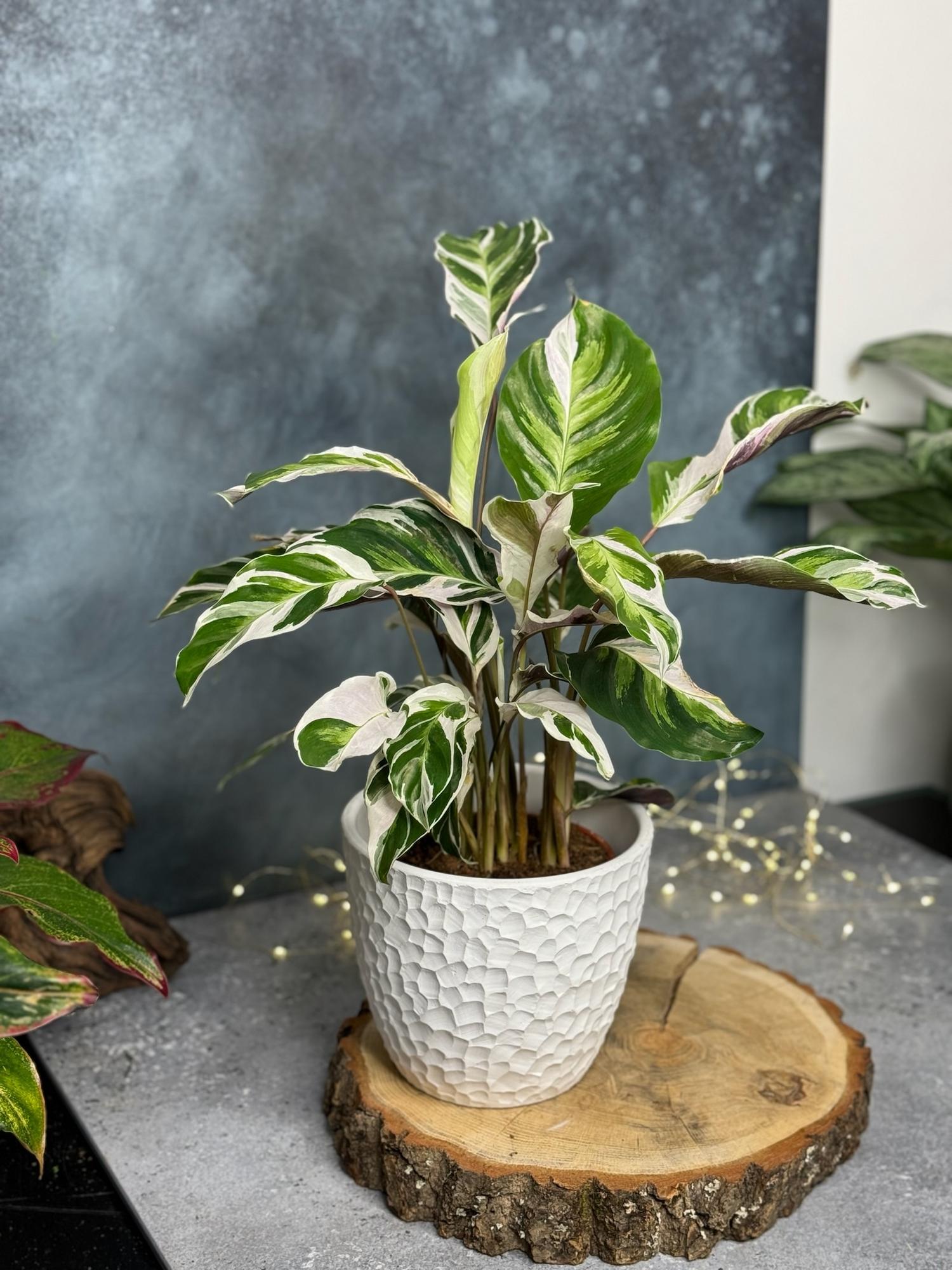 Калатея Фьюжн Вайт