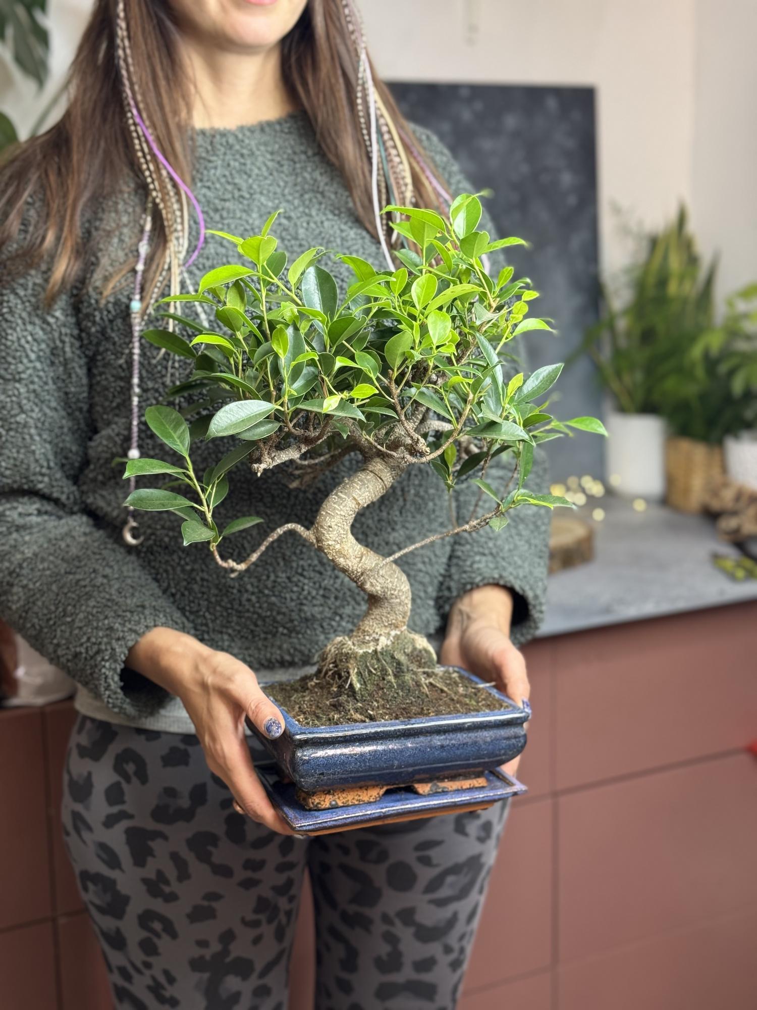 Фикус Ретуса